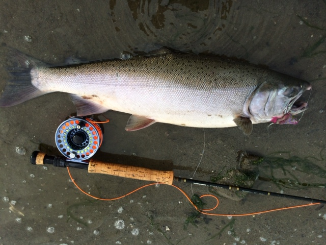 mikecoho