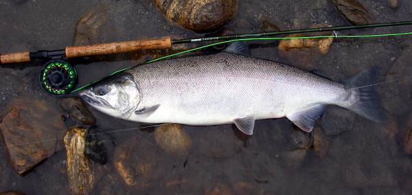 bigwildbuck.jpg bigwildbuck.jpg