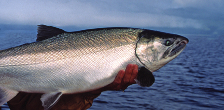 Sliver Salmon South East, Alaska se-ak-silvers-2a-jfg-web-2a.jpg