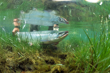 Alaska Sockeye uw_sockeye_1000.jpg