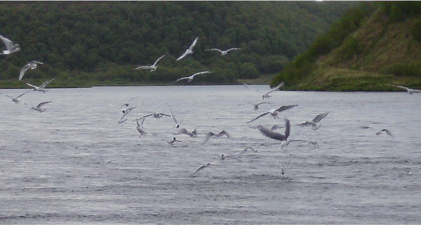 Birds on bait bust