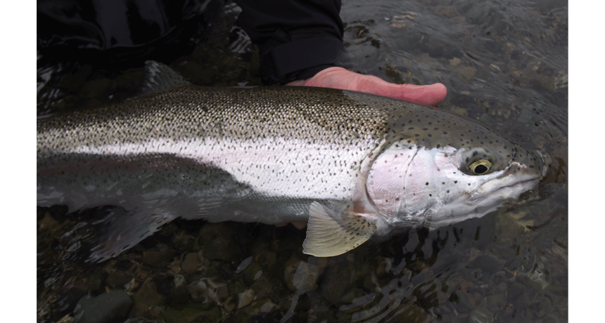 Bow in Water
