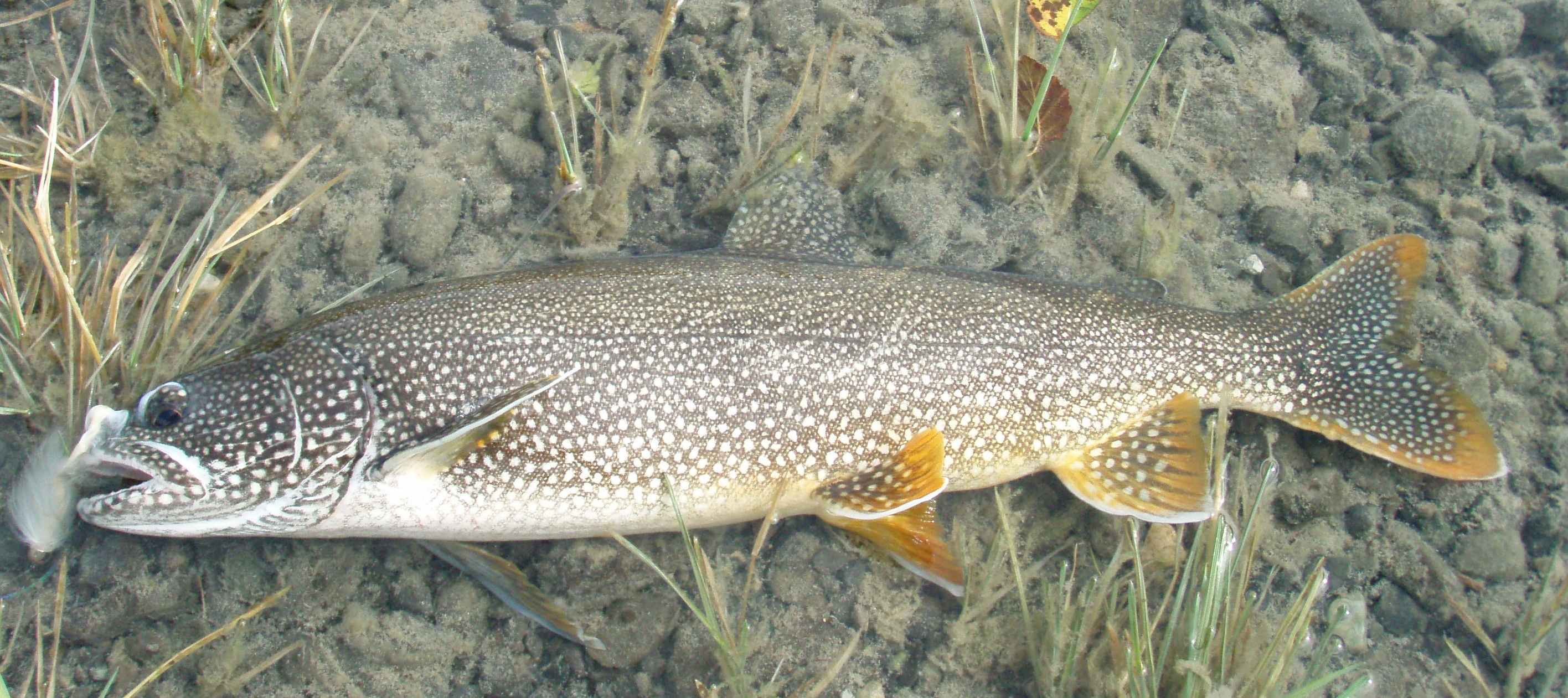 lake trout 2012