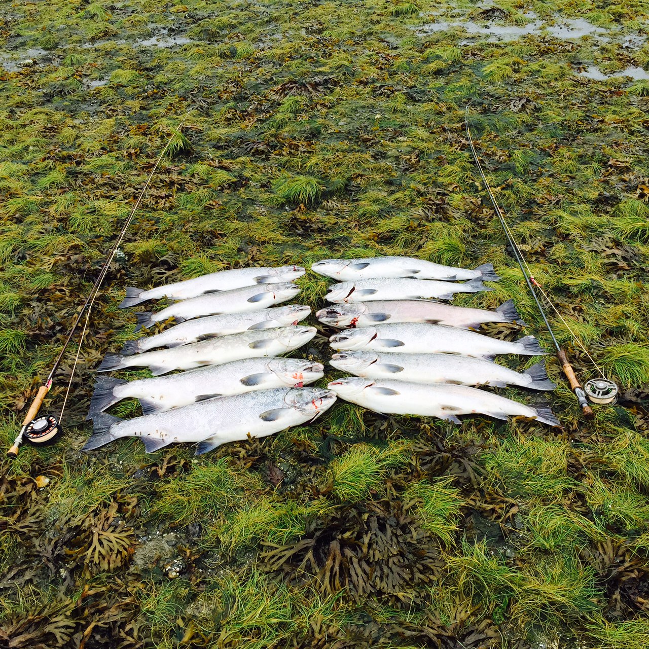 Fishing Report 9-10-15 - Juneau - Alaska Fly Fishing Goods
