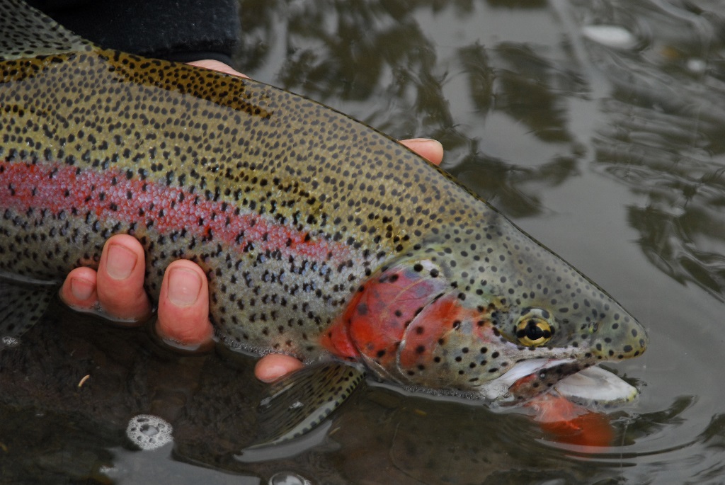 rainbow trout alaskan fish alaska fly fishing goods