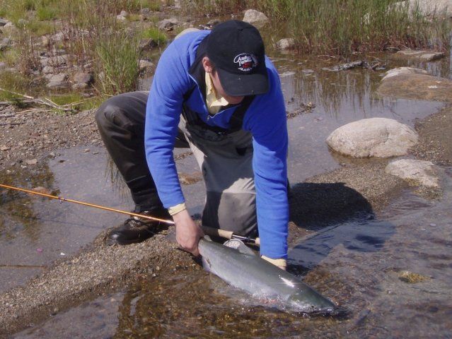 vicente sockeye