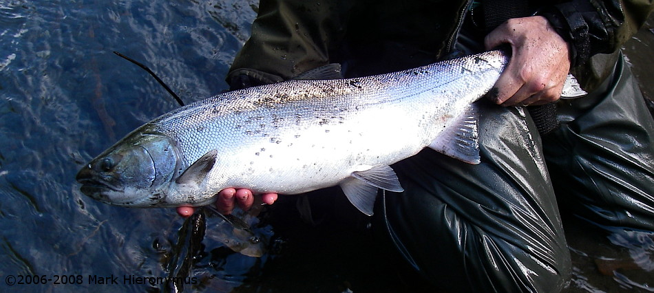 afgcoho3