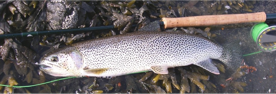 Alaska Coastal Cutthroat Trout Salty Cutt