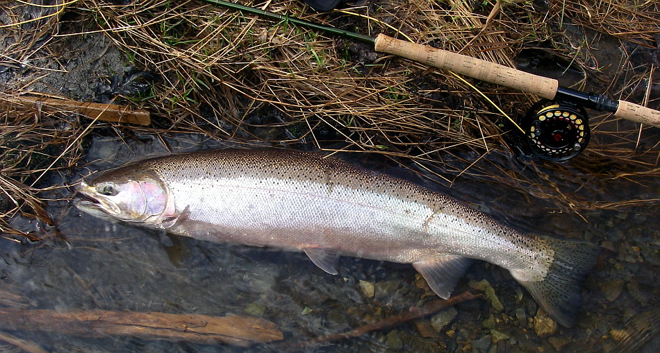 Alaska Steelhead 5208 1