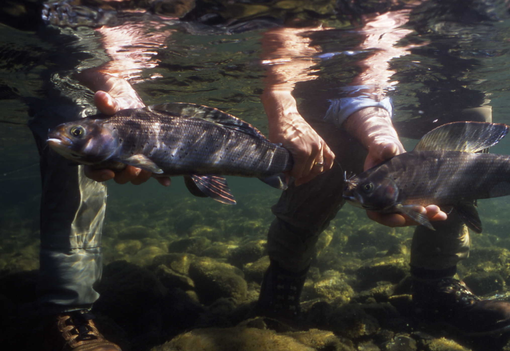 Alaska Arctic Grayling ak uw grayling 1000 jfg