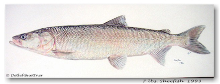 Alaska Sheefish sheefish442.jpg