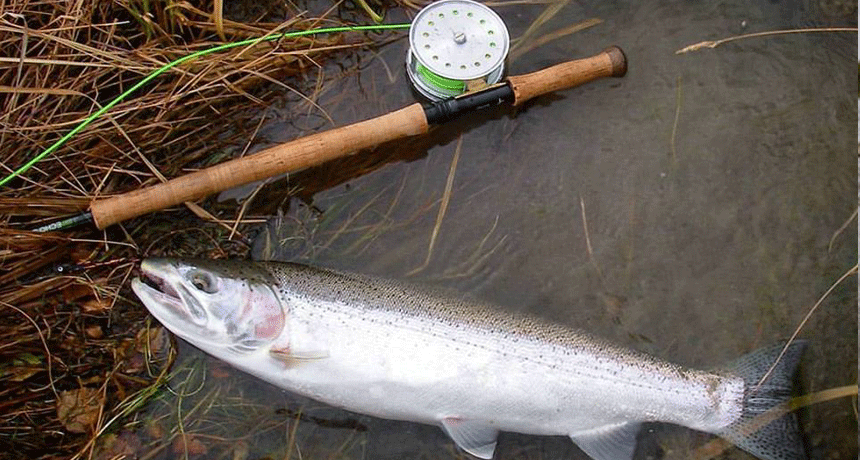 What is the Difference Between a Switch Rod and a Spey Rod? 