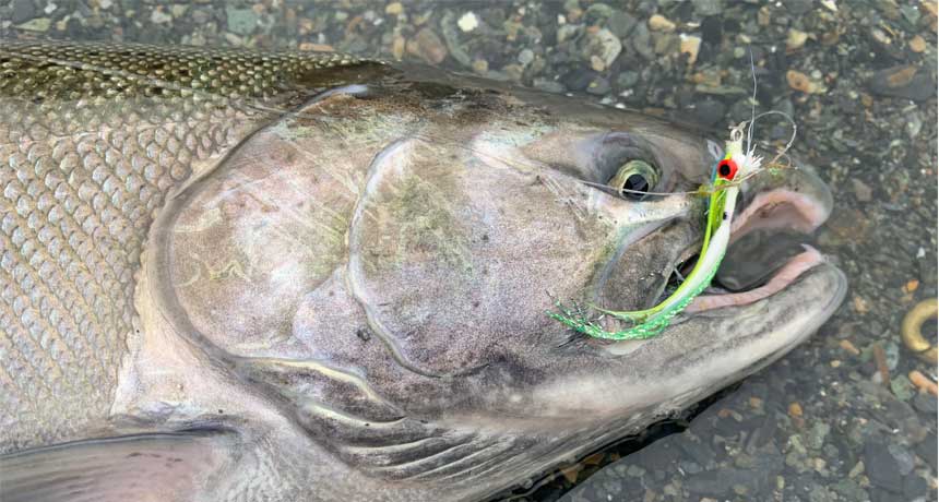 Meet the Fish: Silver Salmon - Alaska Fly Fishing Goods