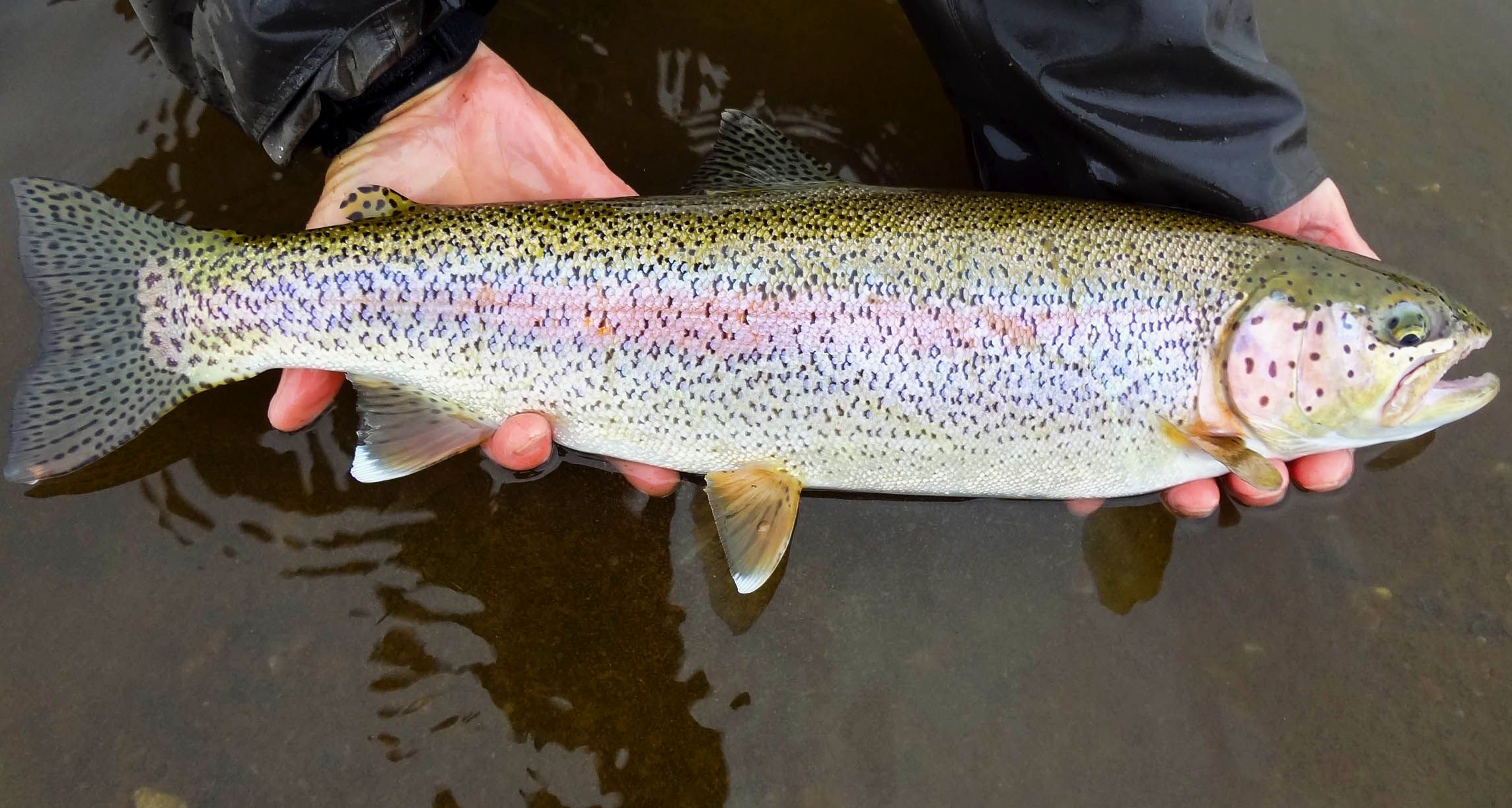 Go-To Flies for Fall Rainbows in Alaska Alaska Fly Fishing Goods