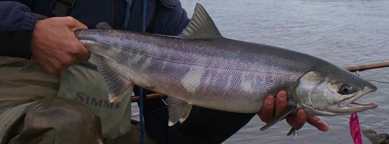 X2 Steelhead Salmon Trout  #2 Pink Krystal Double Egg US Alaska Canada 