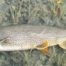 lake trout 2012