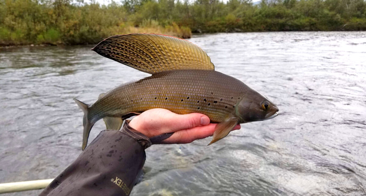 Meet the Fish Arctic Grayling Alaska Fly Fishing Goods