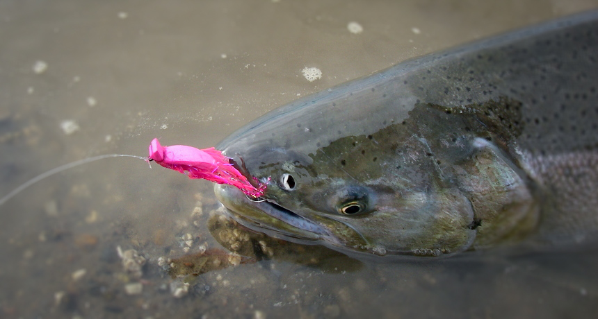 Fly Fishing 101: Silver Salmon - Alaska Fly Fishing Goods