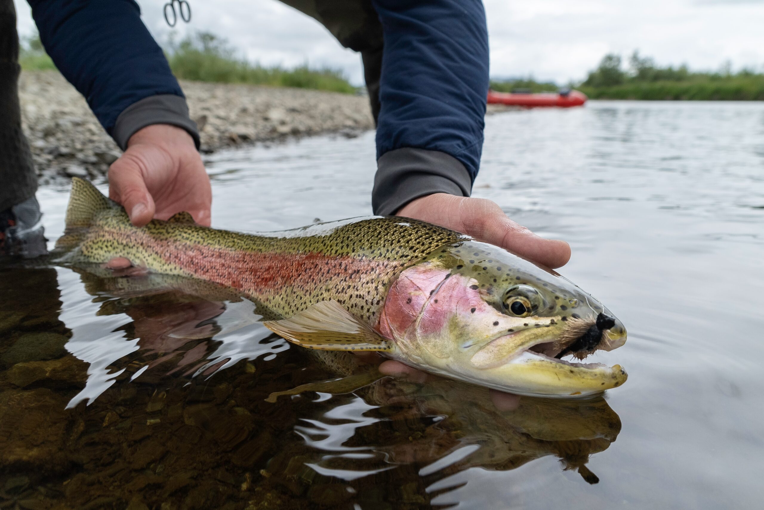 6 Tips: Mousing for Rainbow Trout in Alaska