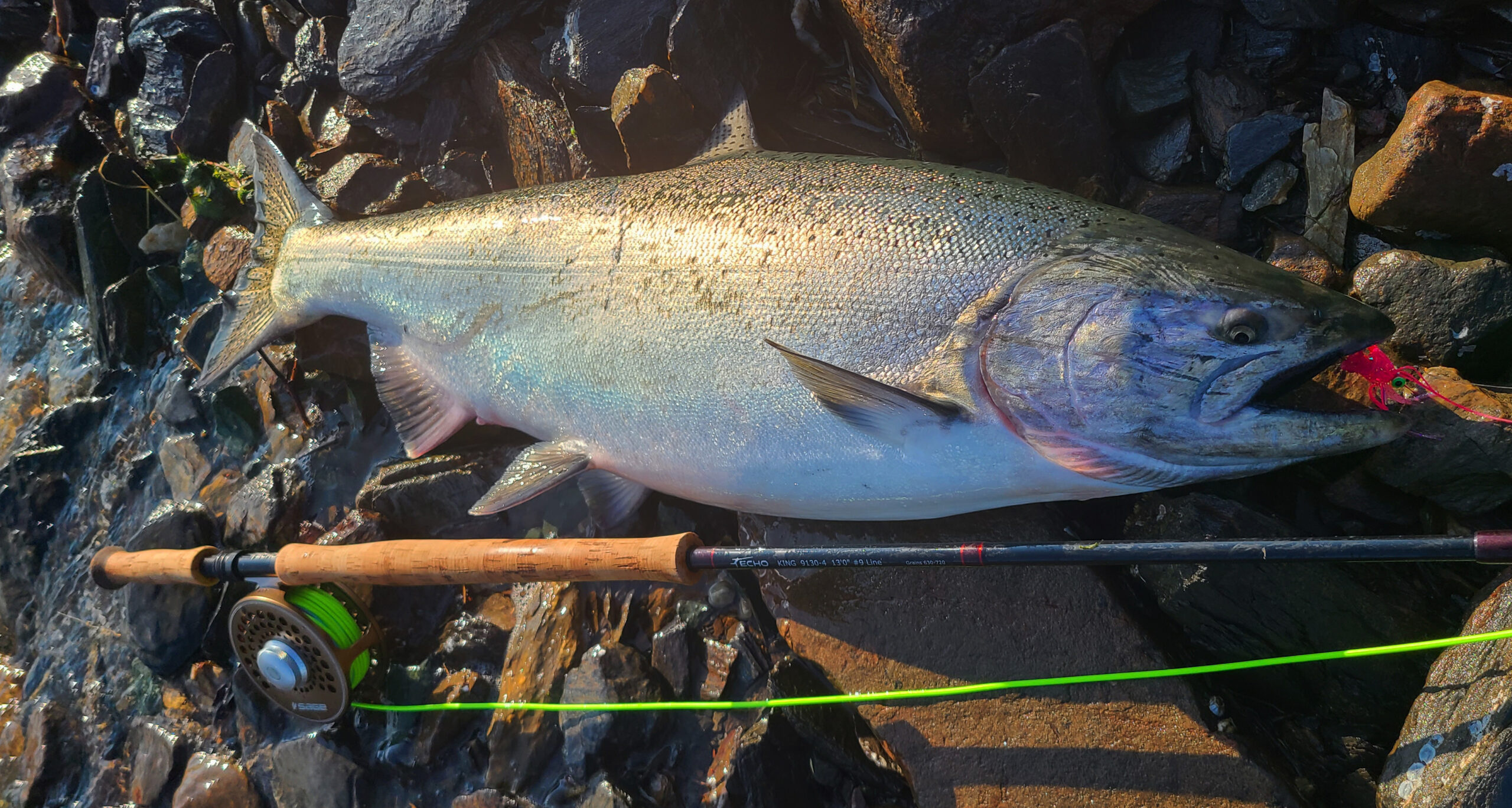 Meet the Fish: King Salmon - Alaska Fly Fishing Goods
