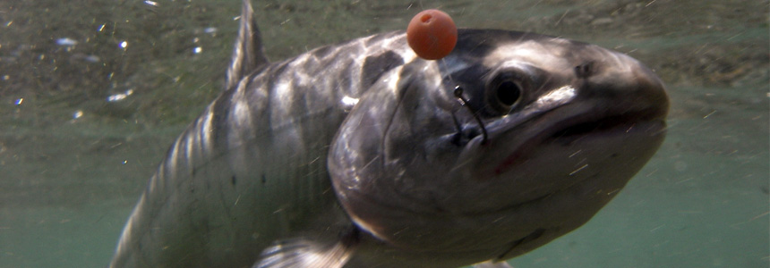 Bead Fishing for Rainbow Trout