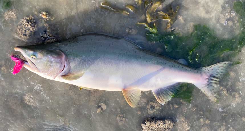 Meet the Fish: Pink Salmon - Alaska Fly Fishing Goods
