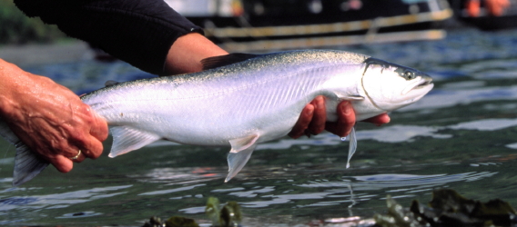 Trout Fishing Alaska S Kepler Lake Youtube