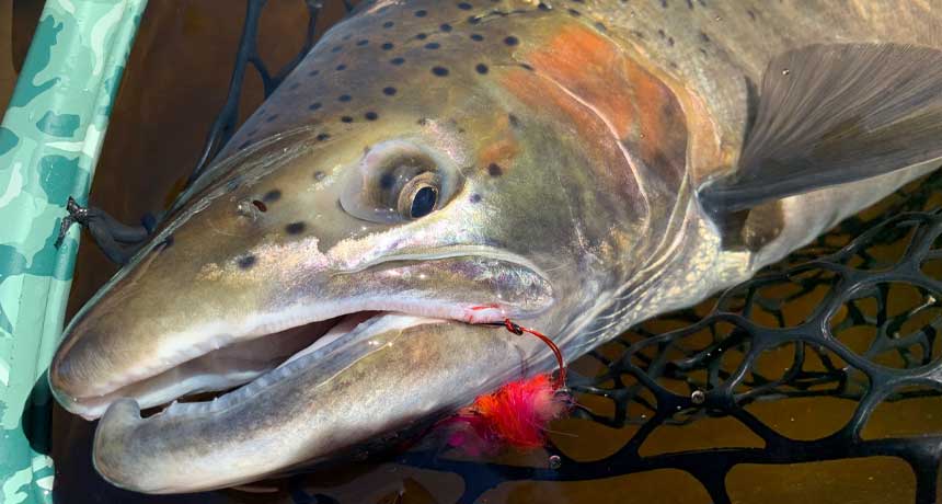 steelHEAD